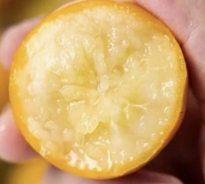 脆蜜金桔（嫁接苗，售價800元）