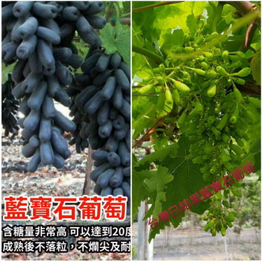 藍寶石葡萄-無籽-(在台灣已經結果後扦插苗，特價250元)
