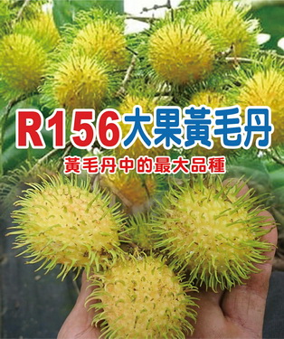 R156大果黃毛丹（嫁接苗，售價1300元）