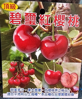 碧璽紅櫻桃（大苗）（嫁接苗，售價1500元）