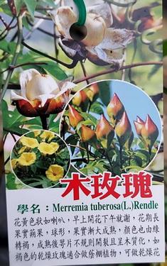 木玫瑰（實生苗，250元）