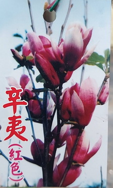 紅辛夷（國外花卉，嫁接苗，售價200元）