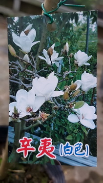 白辛夷（國外花卉，嫁接苗，售價200元）