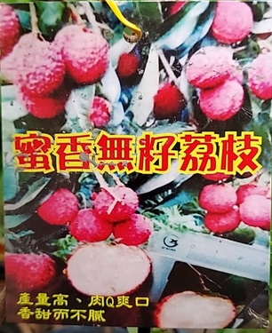 蜜香無籽荔枝（高壓苗，售價600元）
