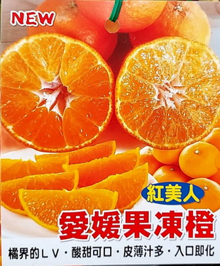 愛媛果 果凍橙＆紅美人（嫁接苗，售價400元)