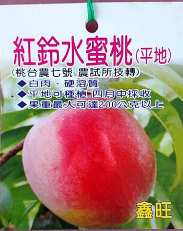 紅鈴水蜜桃-平地水蜜桃.（嫁接苗，售價400元)