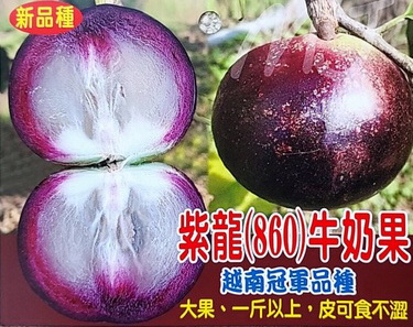 紫龍860星蘋果（嫁接苗，售價300元）