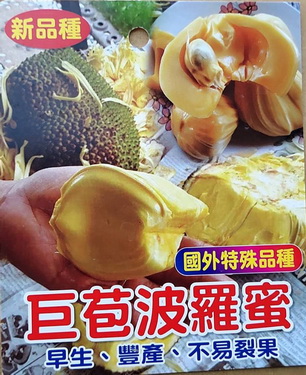 巨苞波羅蜜-國外特殊品種（嫁接苗，售價600元）