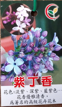 紫丁香（高二尺，售價1200元）