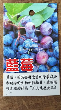 藍莓（阡插小苗，售價150元）