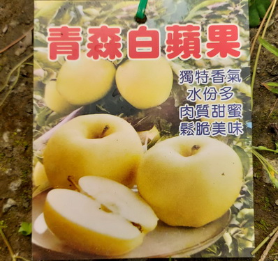 青森白蘋果 ~（嫁接苗，售價250元）