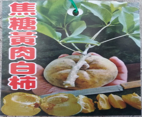 焦糖黃肉白柿（嫁接苗，售價450元）