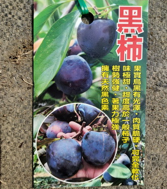 黑柿（實生苗，售價200元）