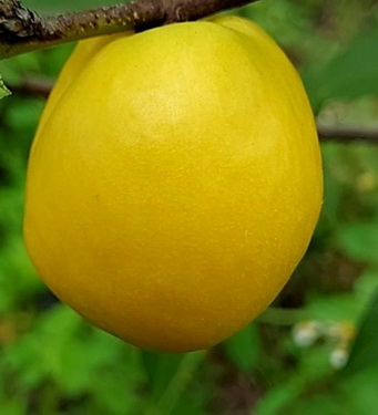 黃金油桃（小苗）（嫁接苗，售價150元）