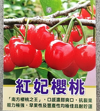 紅妃櫻桃（嫁接苗，售價600元）