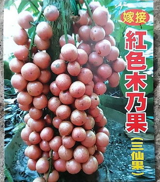 紅色木奶果-木蘭果-三仙果（嫁接苗，售價700元）
