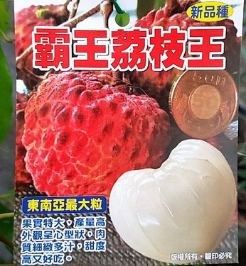 霸王荔枝（高壓苗，售價750元）