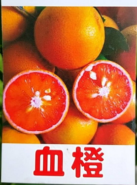 血橙-大苗(嫁接苗，售價400元)