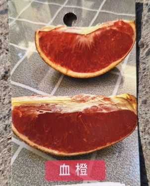 血橙橙-中苗（嫁接苗，售價300元）