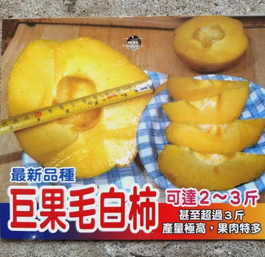 巨果毛白柿（嫁接苗，售價1000元）