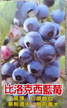 大果比洛克西藍莓（阡插苗，售價600元）