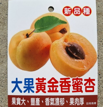 大果黃金蜜杏〔2棵以上有優惠喔〕（嫁接苗，售價300元）