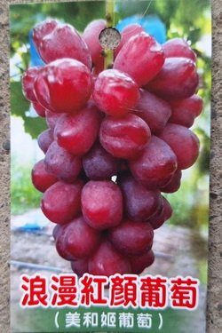浪漫紅顏葡萄（阡插苗，售價600元）