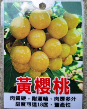 黃櫻桃（嫁接苗，特價800元）