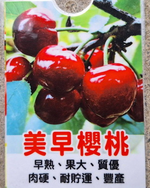 美早櫻桃（嫁接苗，特價600元）