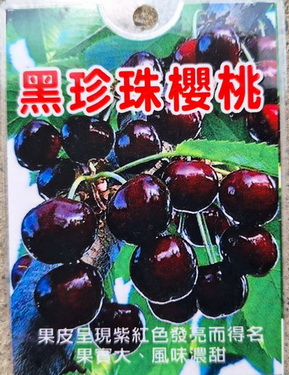 黑珍珠櫻桃（嫁接苗，特價600元）