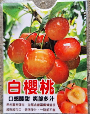 白櫻桃（嫁接苗，特價600元）