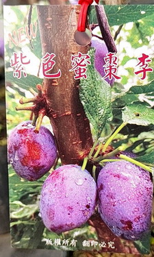 紫色蜜棗李(嫁接苗，售價250元)