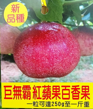 巨無霸紅蘋果百香果（嫁接苗，售價250元）