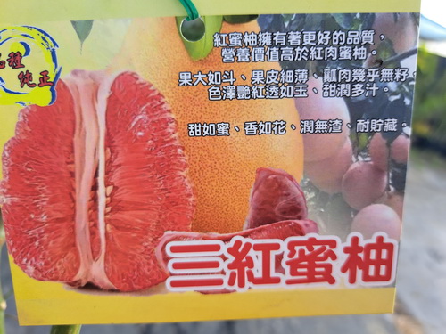 三紅蜜柚（嫁接苗，售價300元）