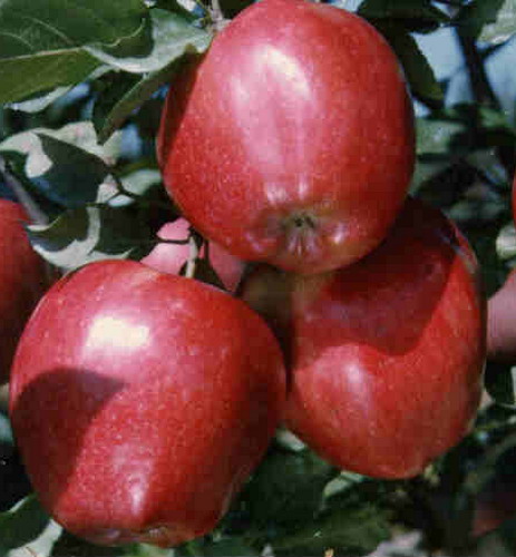 熱帶五爪蘋果（嫁接苗，高2尺）