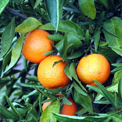 砂糖橘 (無籽&少籽種.嫁接苗)