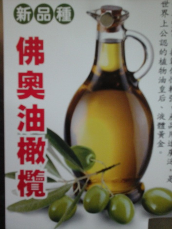 佛澳油橄欖（新興果樹，仟插苗，高2尺）