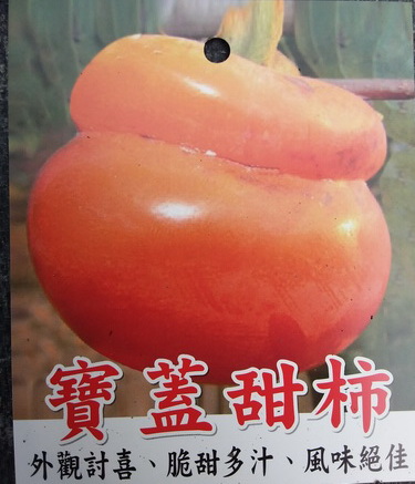 寶蓋柿（嫁接苗，售價300元）