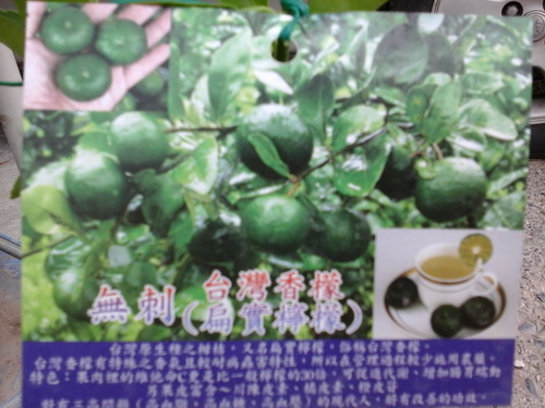 扁實檸檬（台灣香檬無刺）（新興果樹，嫁接苗，高2尺
