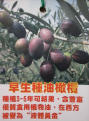 早生種油橄欖（新興果樹，扦插苗，售價650元）