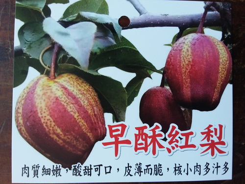 早酥紅梨（嫁接苗、寒帶植物.售價400元）