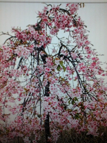 枝垂櫻（喬木花卉，嫁接苗木，特價２００元）