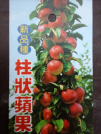 柱狀蘋果（嫁接苗,售價200元）