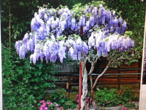 樹紫藤（喬木花卉，實生苗，高一尺以上）