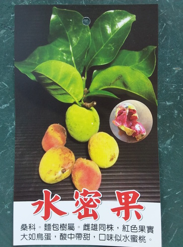 水蜜果（新興果樹，實生苗，售價500元）