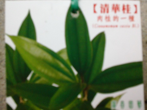 清華桂（藥用植物，扦插苗，高約40公分，特價150元）