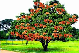 無憂樹（喬木花卉，扦插苗，高3尺以上，特價500元）