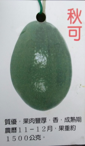秋可酪梨（晚生種，嫁接苗，售價250元）