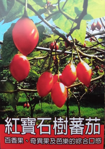 紅寶石番茄（實生苗，售價200元）