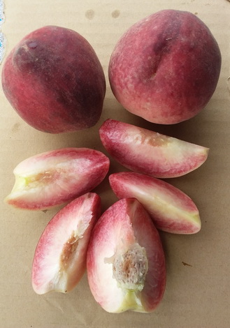紅寶石甜桃（屬溫帶品種）（嫁接苗，售價200元）